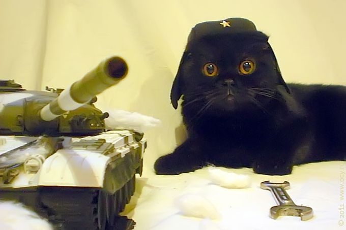 Поговорим о кошках 28