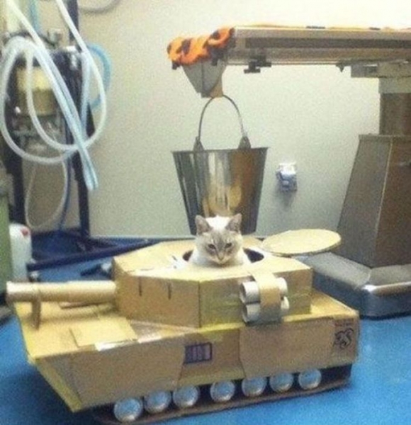 Поговорим о кошках 28