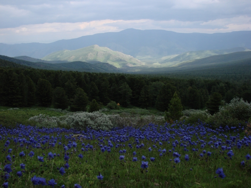 Природные парки Уч Энмек, Укок, Горный Алтай 2013