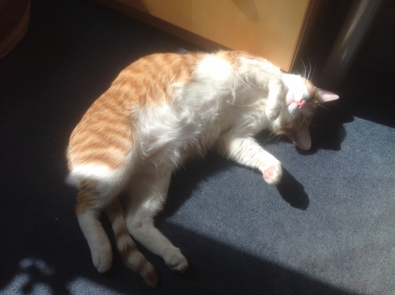 Поговорим о кошках 28