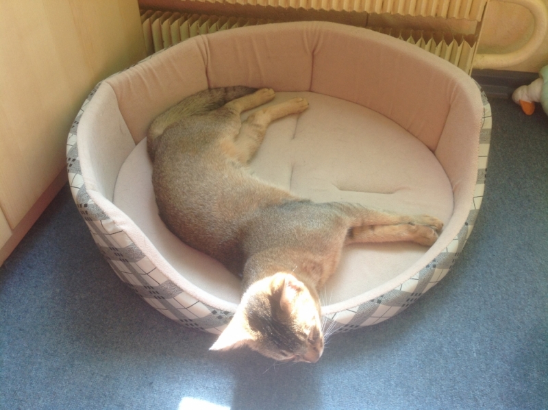 Поговорим о кошках 28