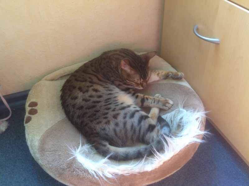 Поговорим о кошках 28