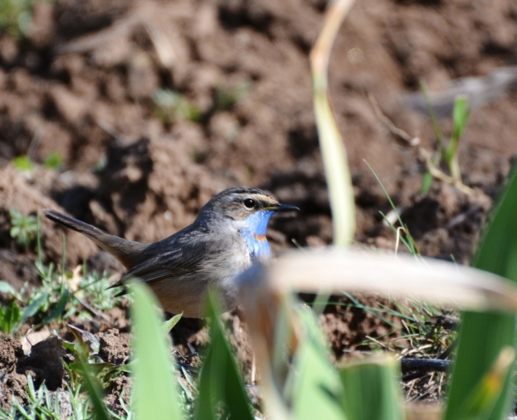 Птицы в фотографиях из путешествий