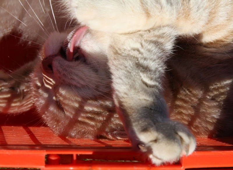 Поговорим о кошках 28