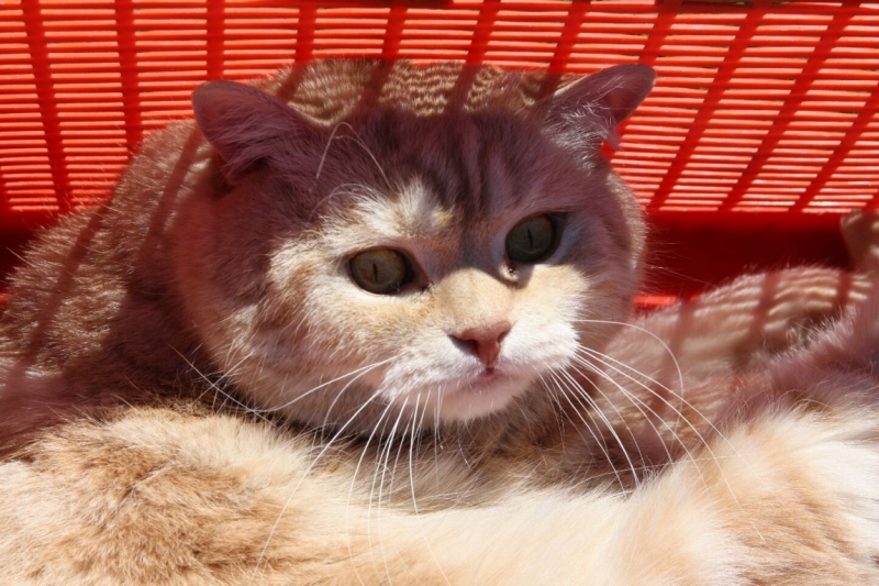 Поговорим о кошках 28