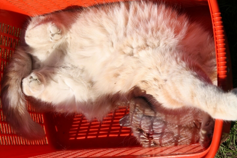 Поговорим о кошках 28