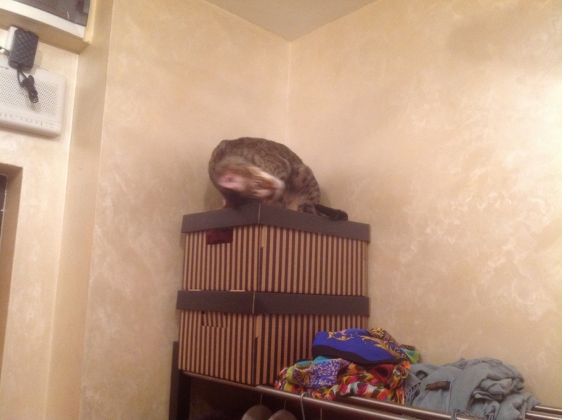 Поговорим о кошках 28