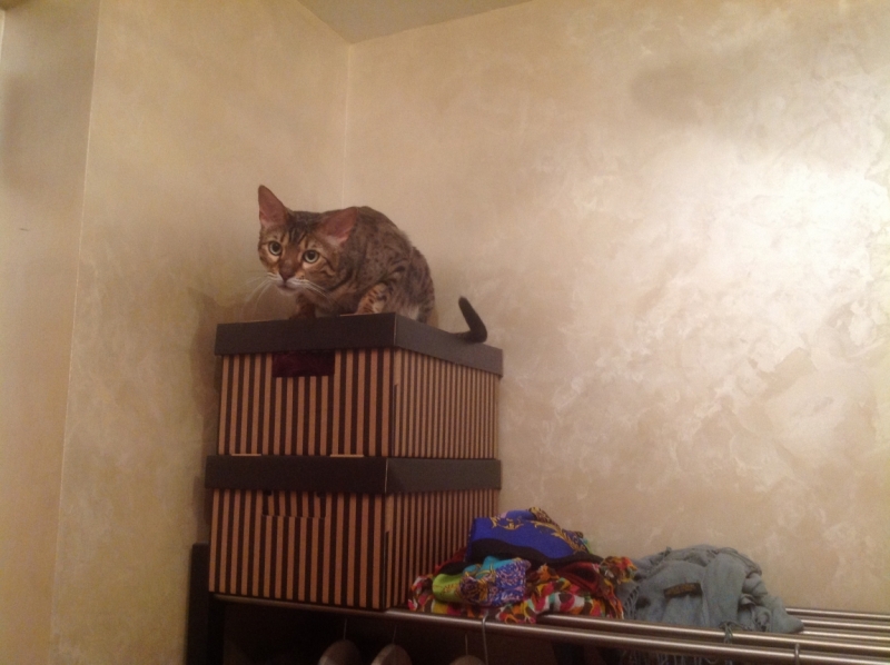 Поговорим о кошках 28