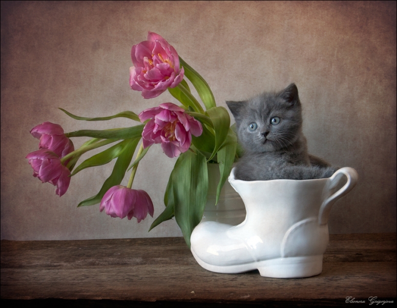 Поговорим о кошках 28