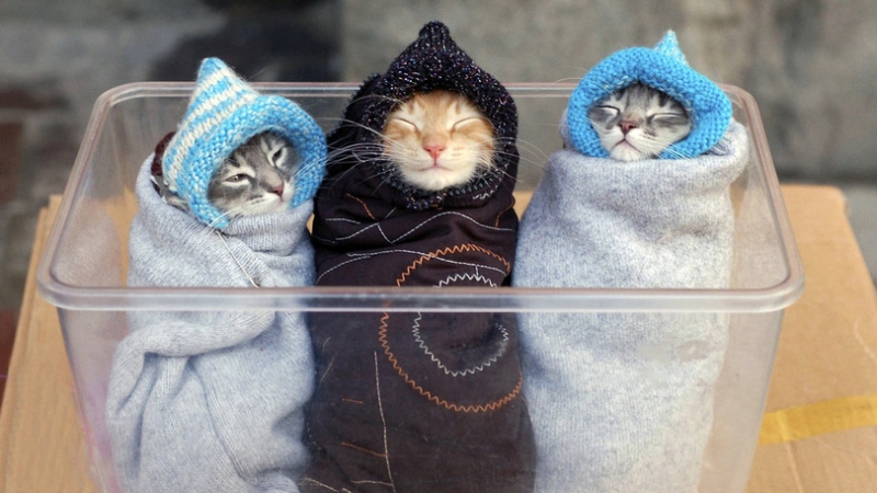 Поговорим о кошках 28