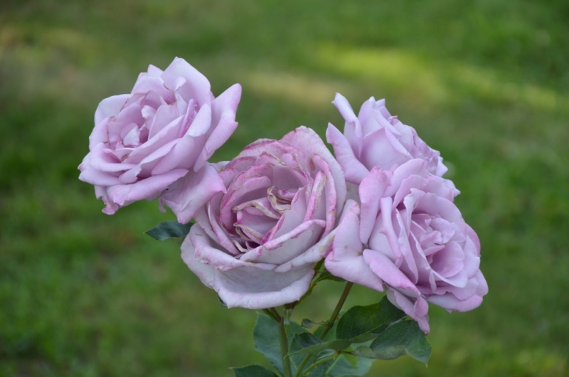 Казань-Краков-Освенцим-Прага-Лидо-Адриано-Прага-Казань 2013 - Santa Fe покоряет Европу