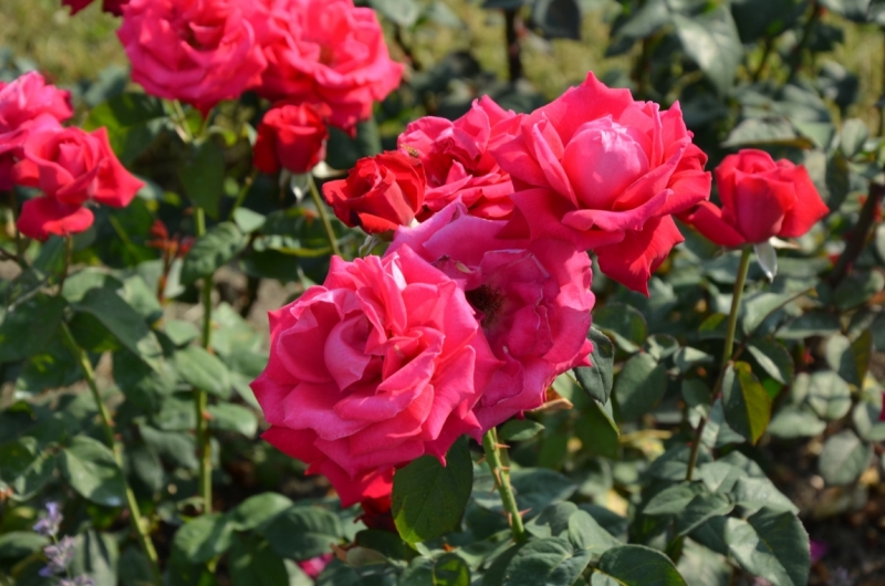 Казань-Краков-Освенцим-Прага-Лидо-Адриано-Прага-Казань 2013 - Santa Fe покоряет Европу