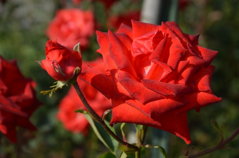 Казань-Краков-Освенцим-Прага-Лидо-Адриано-Прага-Казань 2013 - Santa Fe покоряет Европу