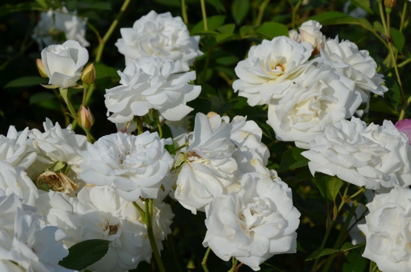 Казань-Краков-Освенцим-Прага-Лидо-Адриано-Прага-Казань 2013 - Santa Fe покоряет Европу