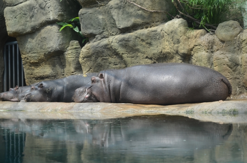 Казань-Краков-Освенцим-Прага-Лидо-Адриано-Прага-Казань 2013 - Santa Fe покоряет Европу