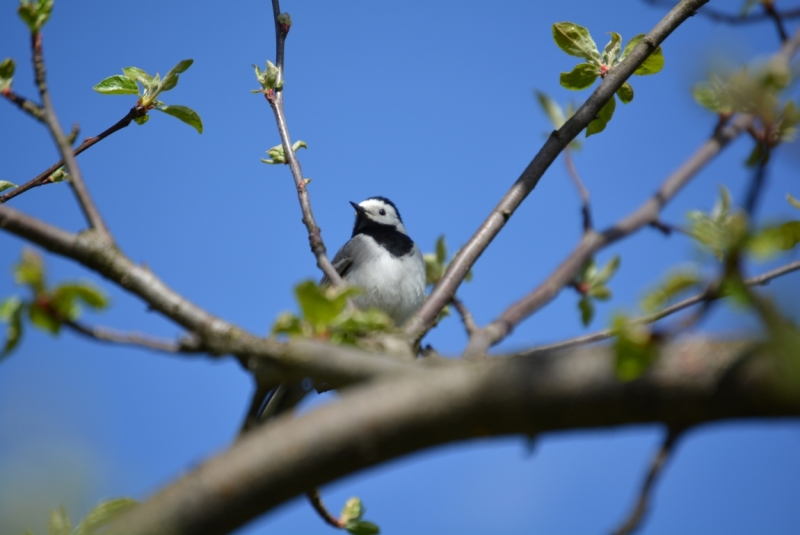 Птицы в фотографиях из путешествий