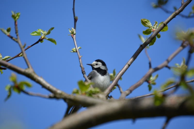 Птицы в фотографиях из путешествий