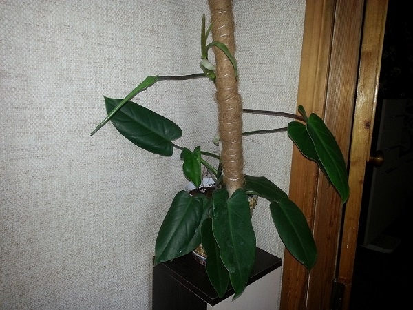 Экзотические растения из косточки. У кого что.