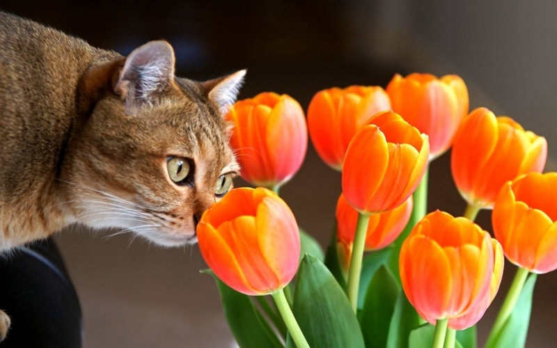 Поговорим о кошках 28