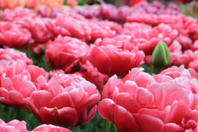 Амстердам на Майские с Holland pass.