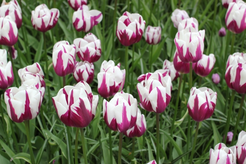 Амстердам на Майские с Holland pass.