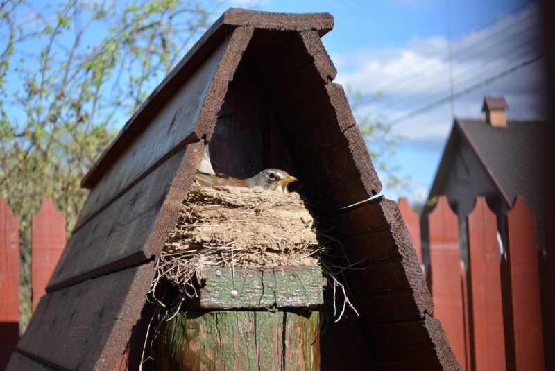 Птицы в фотографиях из путешествий