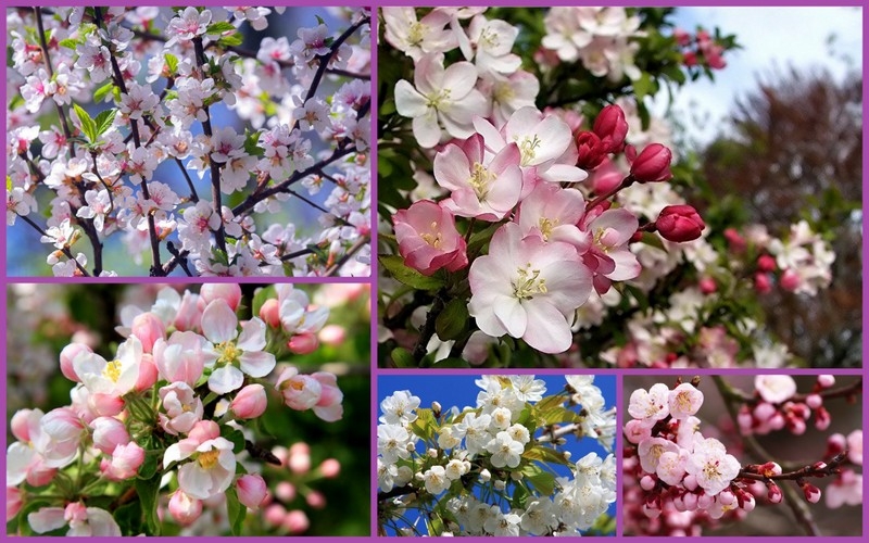 GalaN родилась в этот день!Поздравим!!!