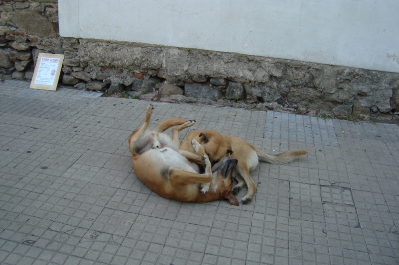 Уругвай и Аргентина или где пенка шире горшка (том 2). Фото+