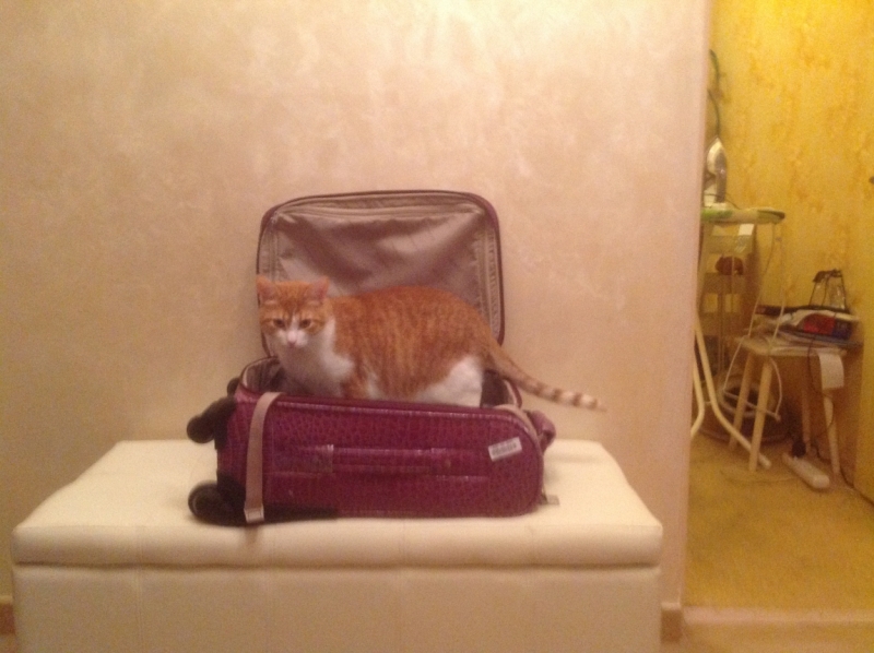 Поговорим о кошках 28