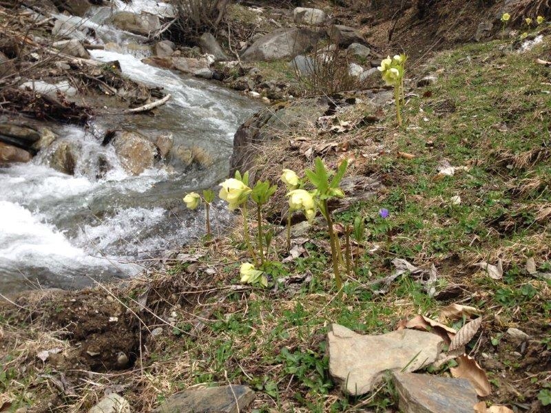 Весна: Сванетия+Тблилиси+Баку(поезд, бюджетно)