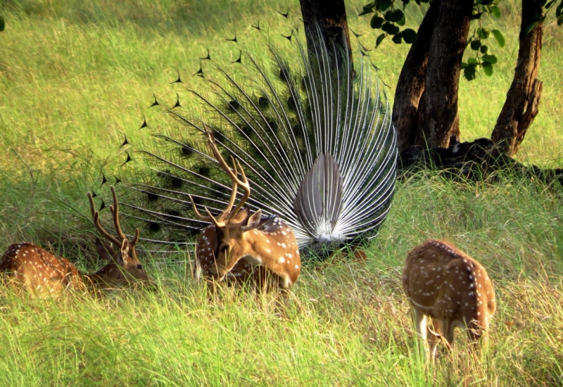 краткий фотоотчет по нац паркам индии