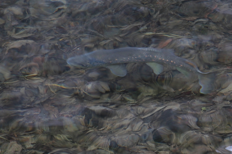 Майская Бавария