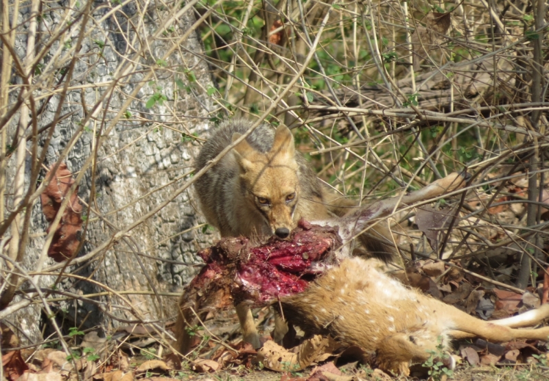 краткий фотоотчет по нац паркам индии