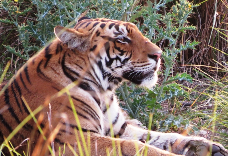 краткий фотоотчет по нац паркам индии