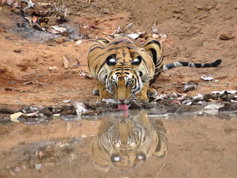 краткий фотоотчет по нац паркам индии