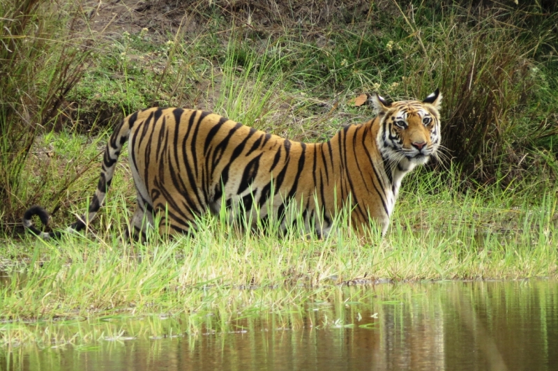 краткий фотоотчет по нац паркам индии