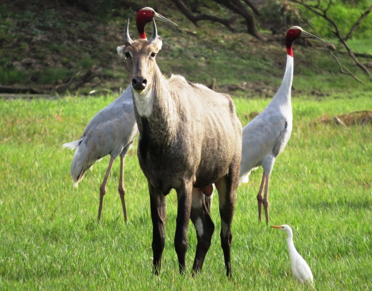 краткий фотоотчет по нац паркам индии