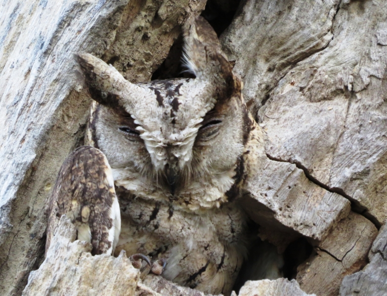 краткий фотоотчет по нац паркам индии