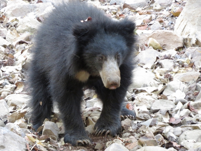 краткий фотоотчет по нац паркам индии