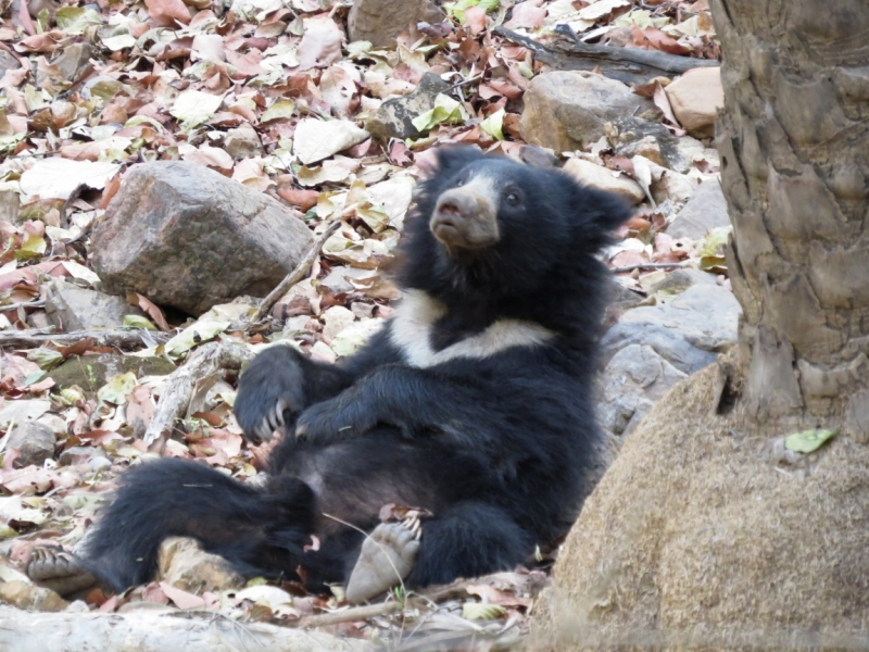 краткий фотоотчет по нац паркам индии