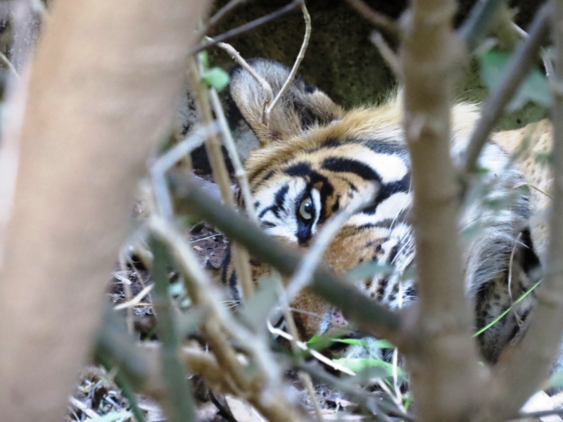 краткий фотоотчет по нац паркам индии