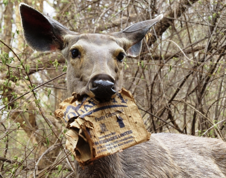 краткий фотоотчет по нац паркам индии