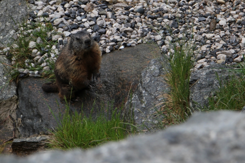 Майская Бавария