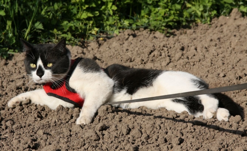 Поговорим о кошках 28