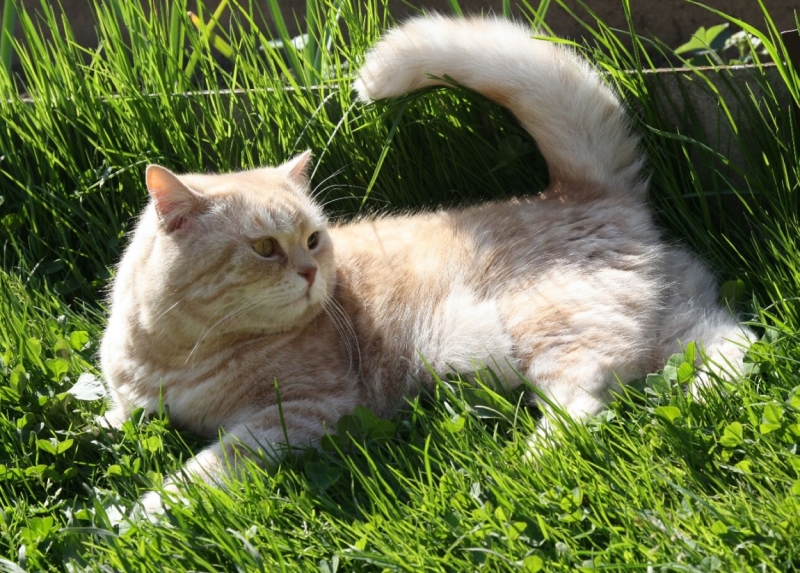 Поговорим о кошках 28