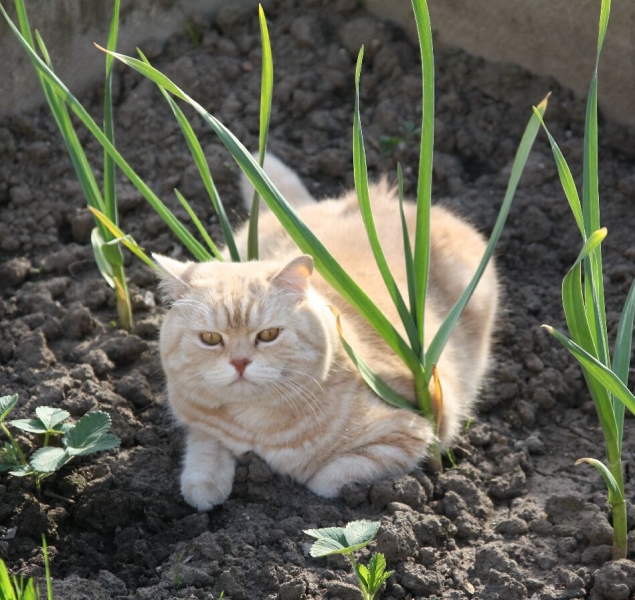 Поговорим о кошках 28