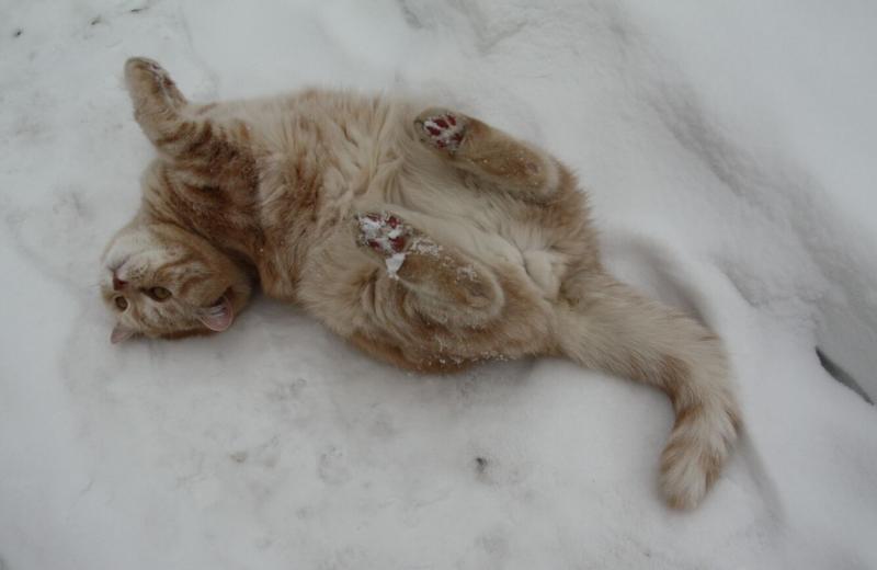 Поговорим о кошках 28