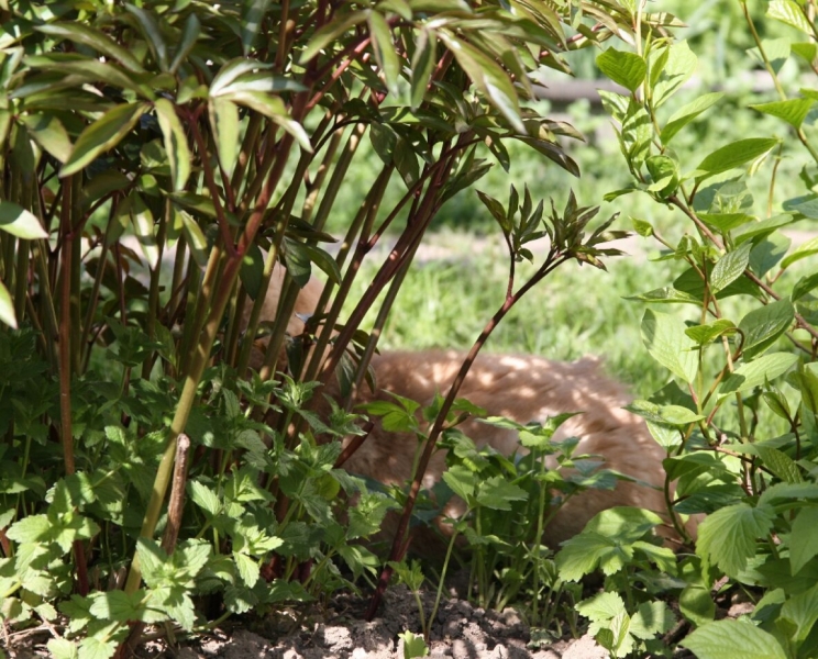 Поговорим о кошках 28