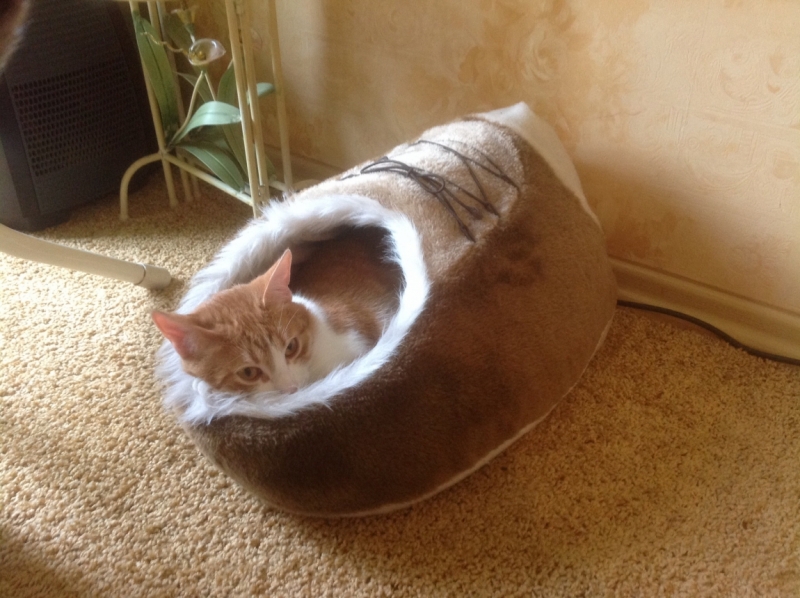 Поговорим о кошках 28