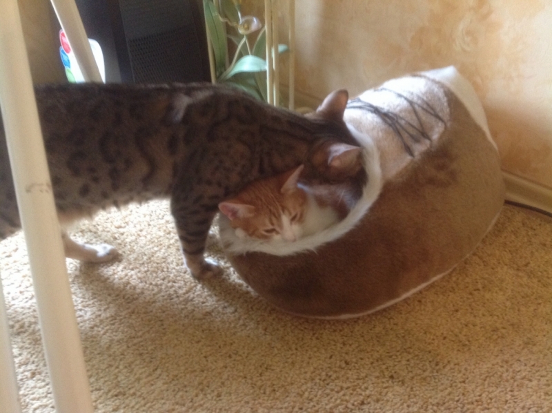 Поговорим о кошках 28